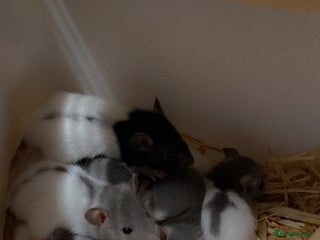 Rat rodents for sale - Advert 1
