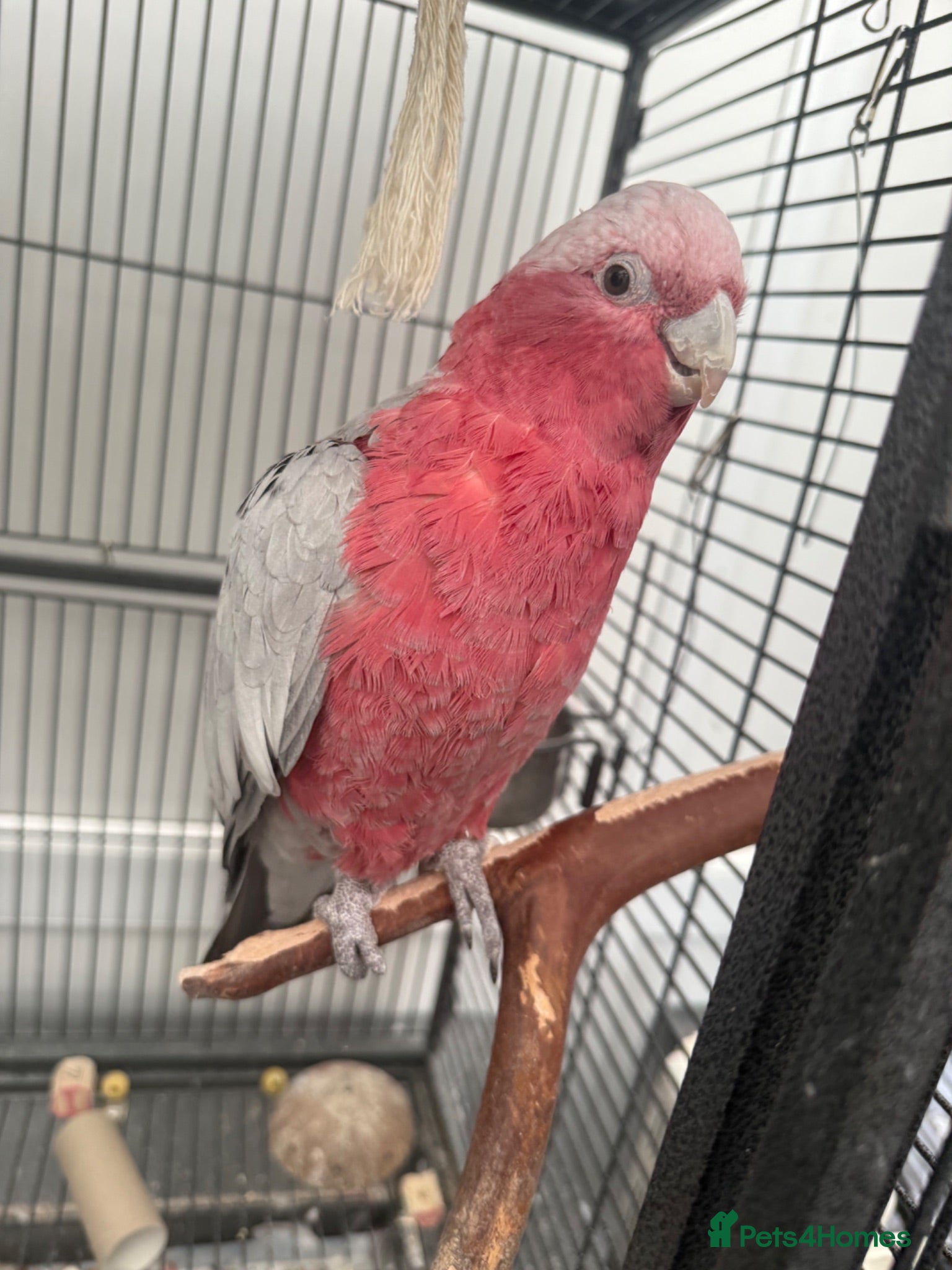 Cockatoo birds Galah cockatoo & cage - Advert 1