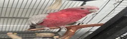 Cockatoo birds for sale: Galah cockatoo & cage - Advert 1