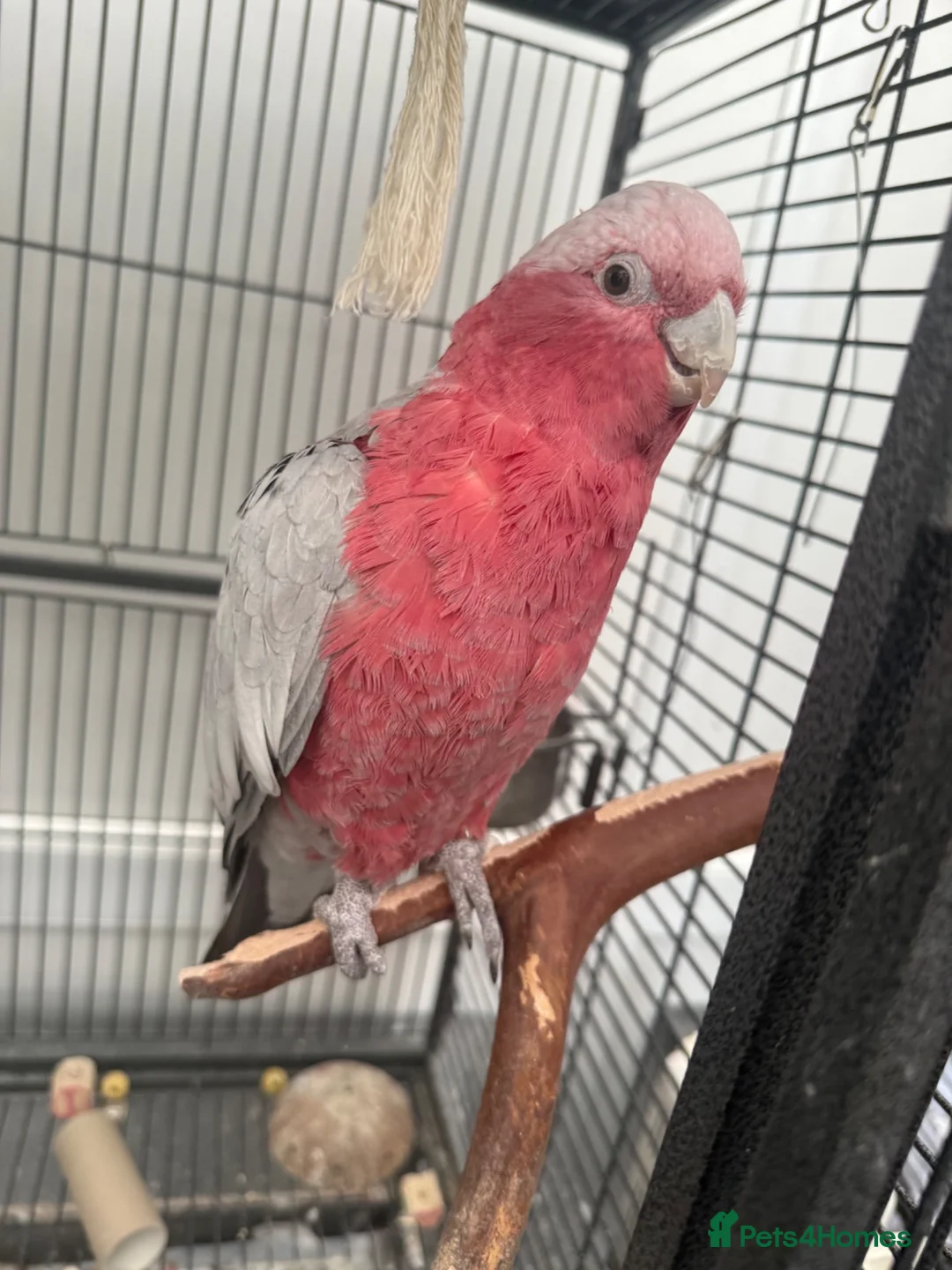 Cockatoo birds for sale: Galah cockatoo & cage - Advert 1