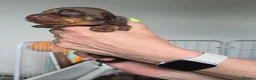 Miniature Dachshund dogs for sale: 7 beautiful little Dachshund  - Advert 27