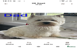 West Highland Terrier dogs for sale: 5 Beautiful Westie pups for sale 4 Girls 1 Boy - Image 3