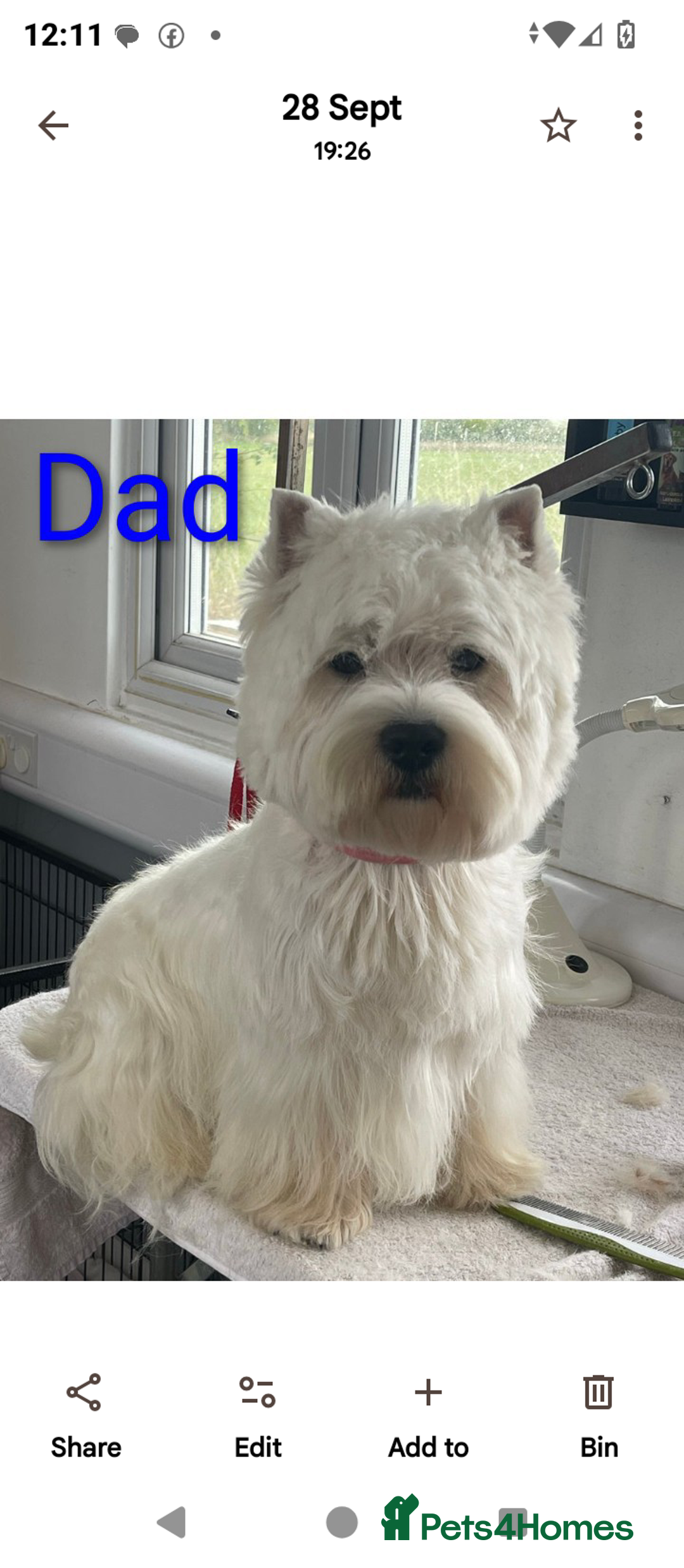 West Highland Terrier dogs for sale: 5 Beautiful Westie pups for sale 4 Girls 1 Boy - Image 3