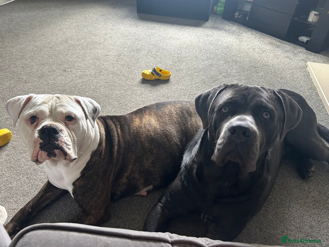 Mixed Breed dogs for sale: Cane Corso x American Bulldog puppies  - Image 22