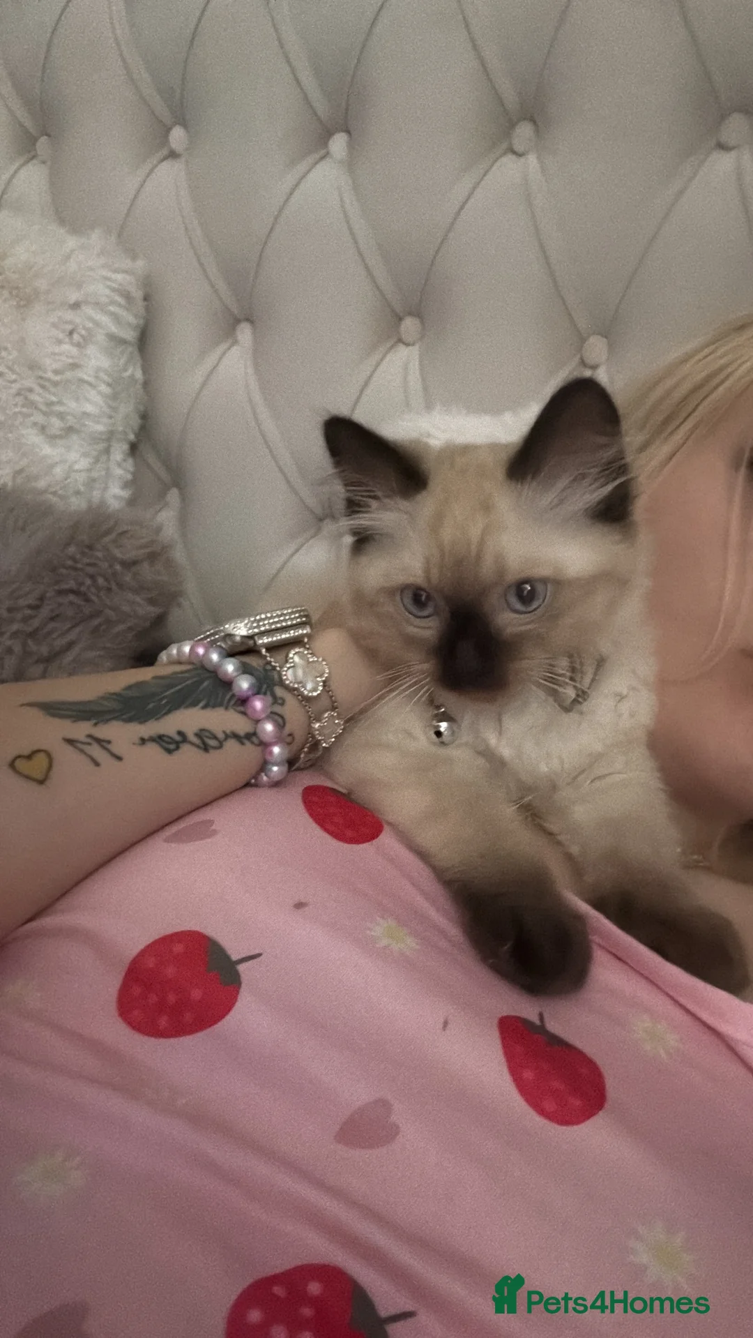 Ragdoll cats for sale: Ragdoll  - Advert 1