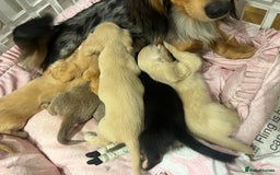 Miniature Dachshund dogs for sale: KC Cream long haired miniature dachshund puppies - Image 13