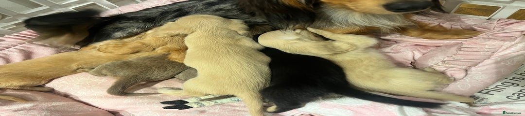 Miniature Dachshund Puppy 2