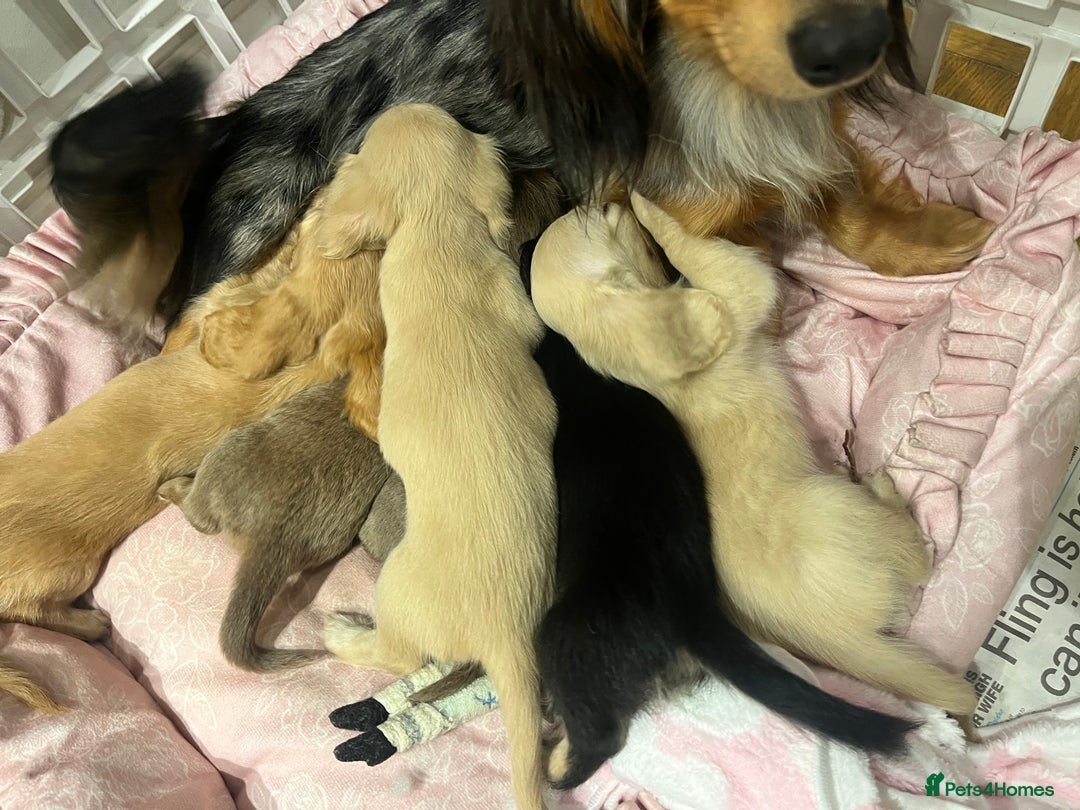 Miniature Dachshund dogs for sale: KC Cream long haired miniature dachshund puppies - Image 13