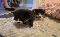 Mixed Breed cats for sale: 1 last final boy looking for his forever home - Image 3