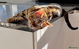 Bengal cats for sale: Young Bengals Males & Females - Image 16