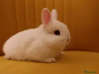 Netherland Dwarf rabbits Netherland Dwarf BEW Rabbit - Advert 10