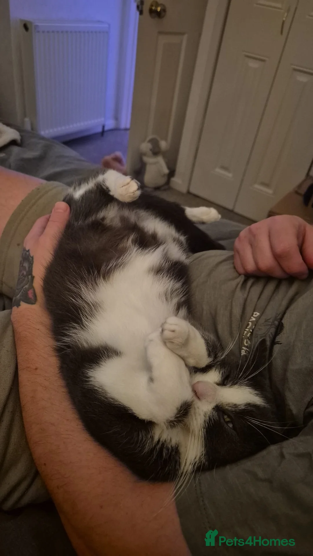 Domestic Shorthair cats for sale: 1 year old female grey and white - Advert 3