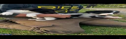 Lurcher dogs for sale: Lurcher puppies  - Advert 3