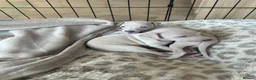Italian Greyhound dogs for sale: Two beautiful Family Italian Greyhound Puppies   - Advert 3