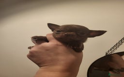 Chihuahua dogs for sale: 2 DWKC Chihuahua Boys - Image 1