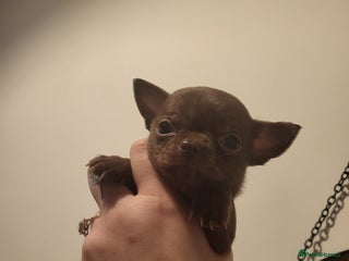 Chihuahua dogs - Advert 29