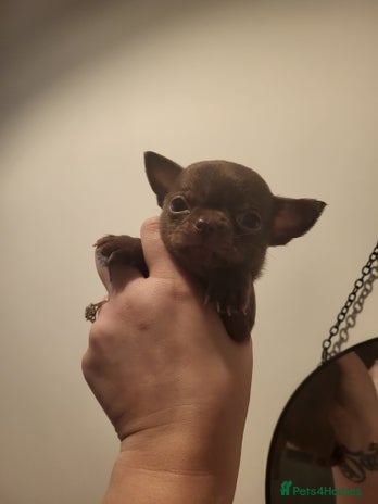 Chihuahua dogs - Advert 1