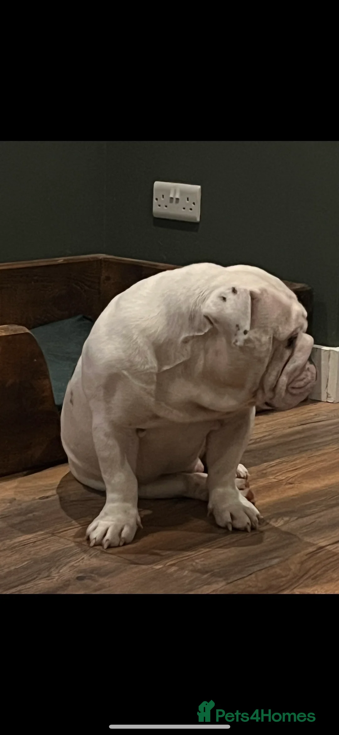 English Bulldog dogs for sale:  English Bulldogs for sale £1000 each  - Advert 11