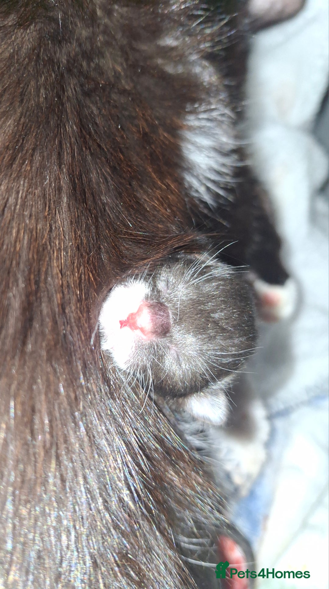 Mixed Breed cats for sale: Beautiful kittens for sale.  - Advert 14