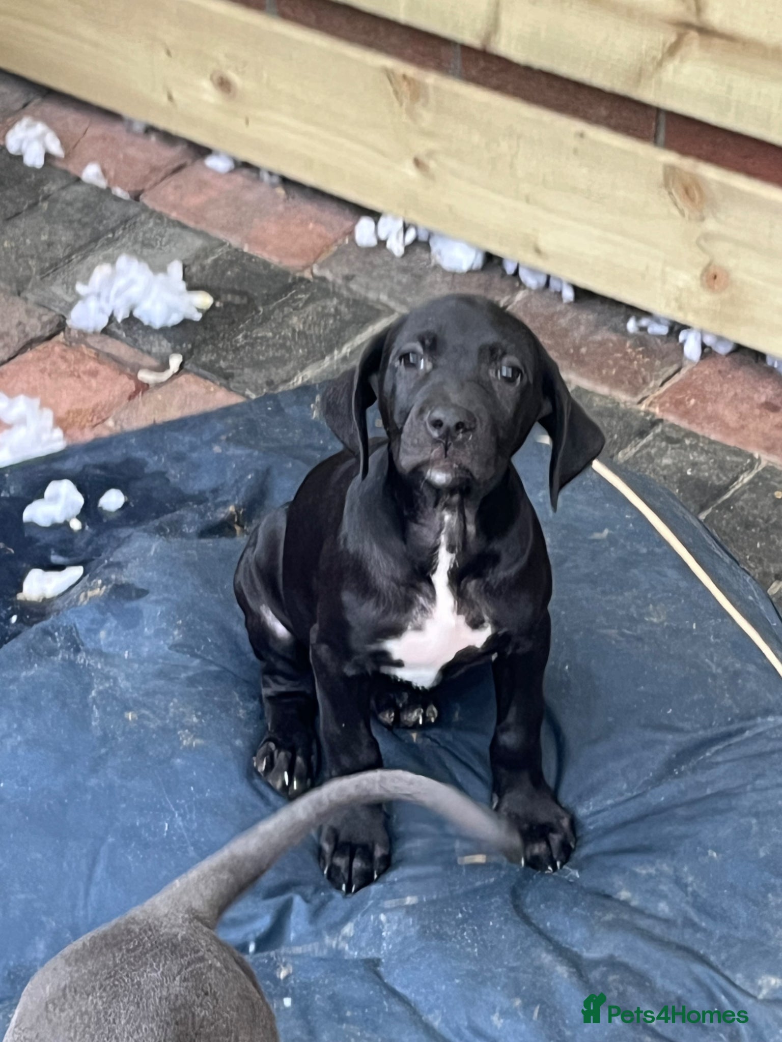 Cane Corso dogs for sale: Cane corso pups, 4 girls 2 boys, black and grey - Advert 17