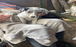 Border Collie dogs for sale: 4 x Female / 3 x Male Blue Merle & B/W Collies - Image 11
