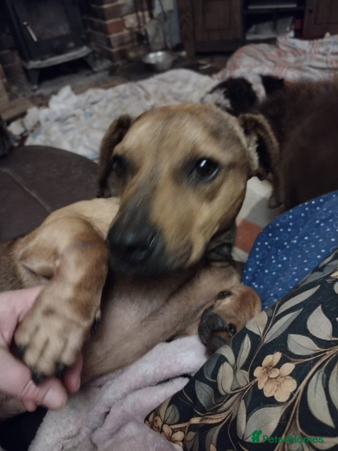 Mixed Breed dogs for adoption: Rescue boy Noodle is looking for his forever home - Advert 14