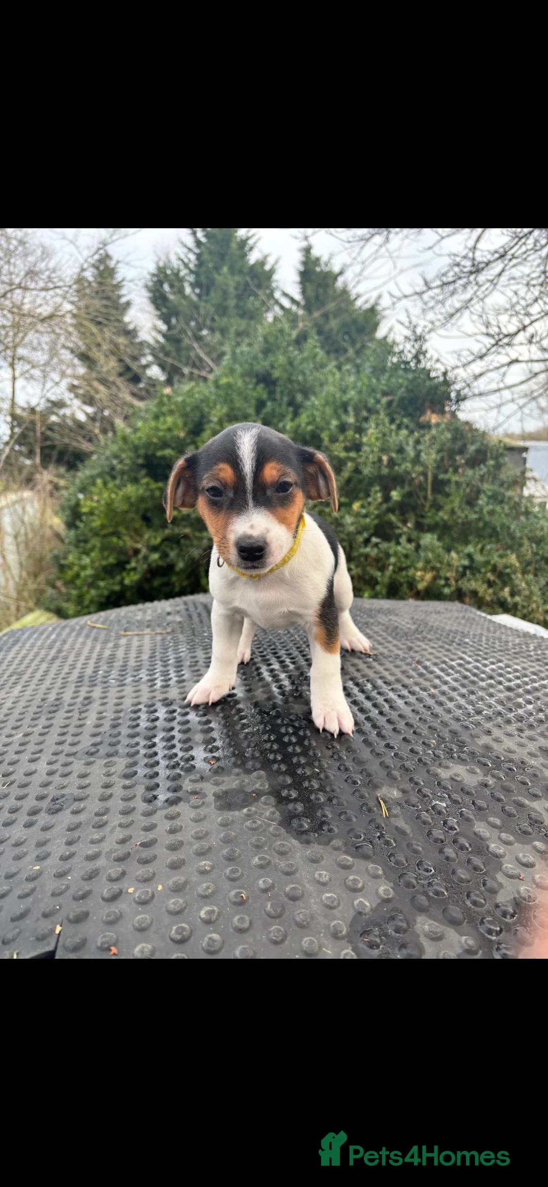Jack Russell dogs for sale: Beautiful tricoloured jack Russell pups for sale - Advert 14