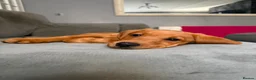 Labrador Retriever dogs for sale: Red fox Labrador  - Advert 4