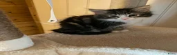 Domestic Shorthair cats for adoption: Bobby - DSLH Tabby & white boy in Kingswinford - Advert 7