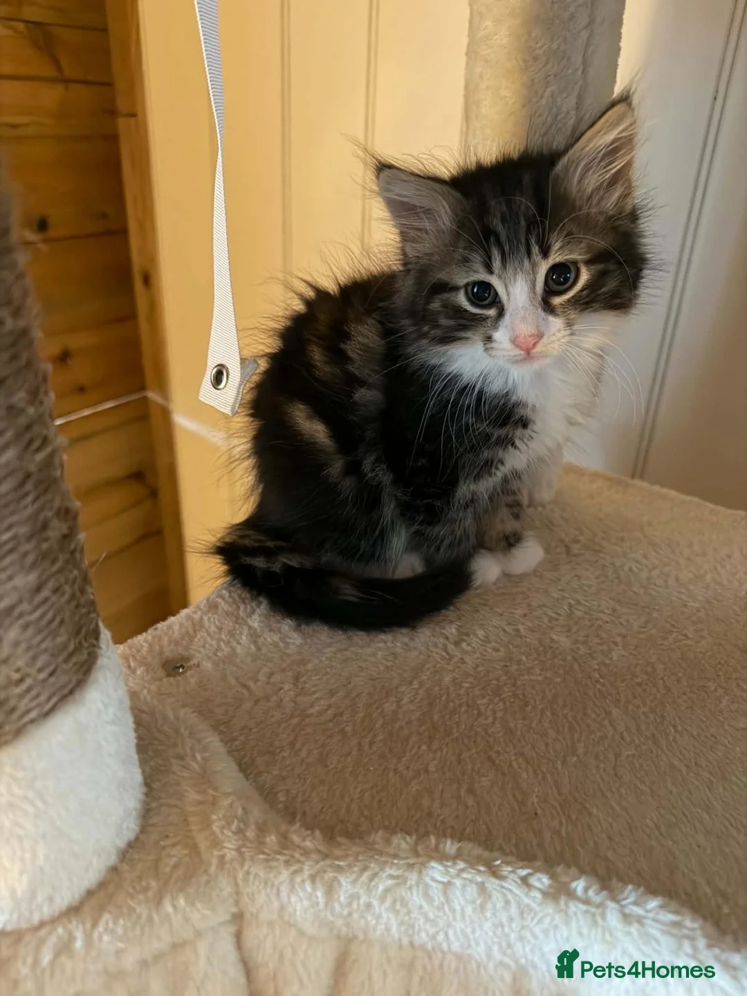 Domestic Shorthair cats for adoption: Bobby - DSLH Tabby & white boy in Kingswinford - Advert 7