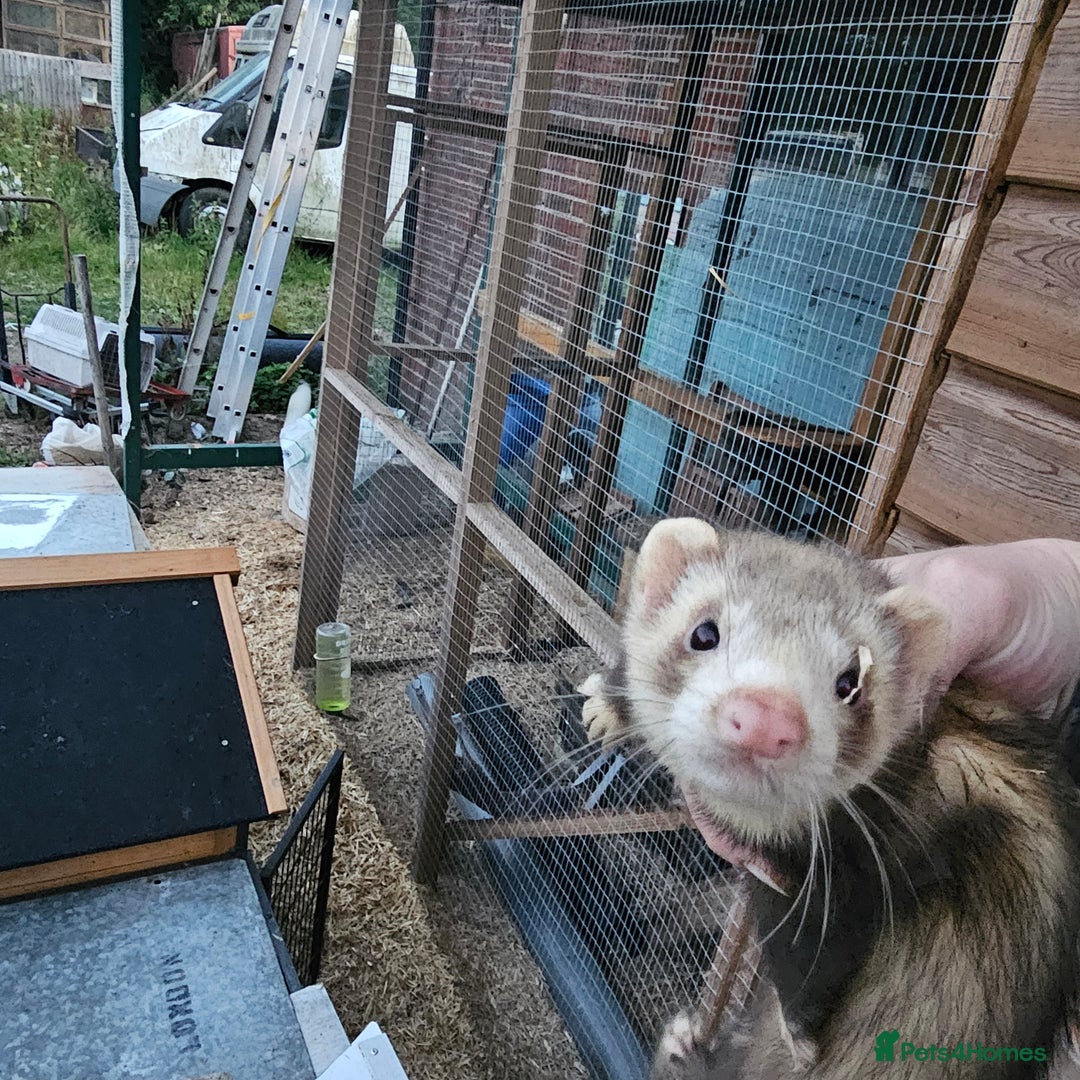 Ferret rodents for sale: 4 hobs kits from working stock for sale - Image 4