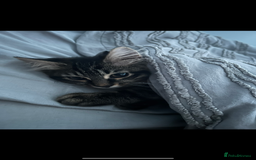 Mixed Breed cats for sale: Maine coon/tabby  - Image 4