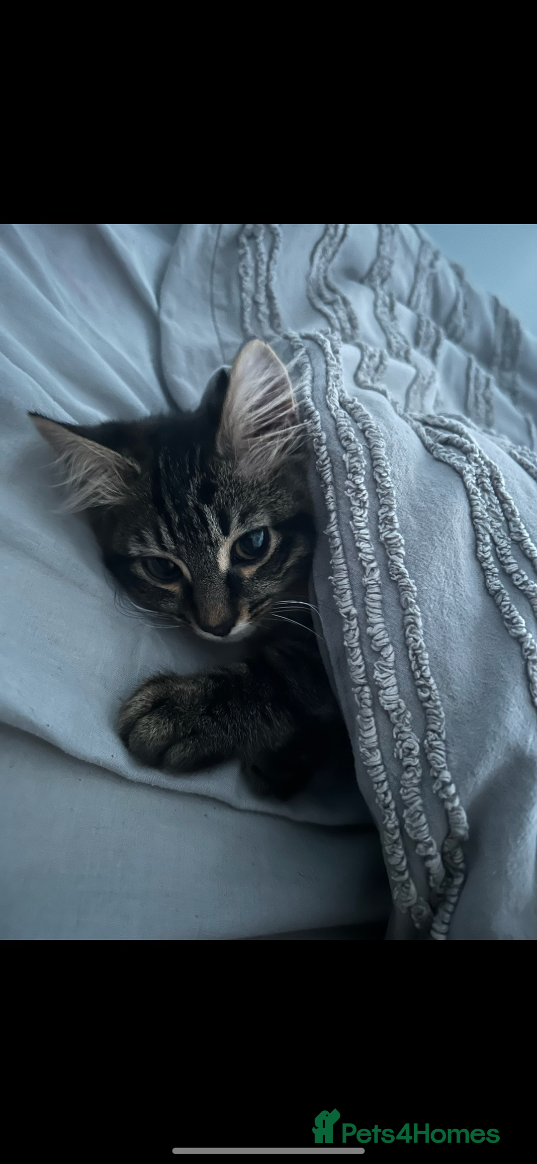 Mixed Breed cats for sale: Maine coon/tabby  - Image 4
