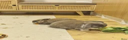 Mini Lop rabbits for sale: Bonded, Loving Pair of Mini Lop Male Rabbits - Advert 7