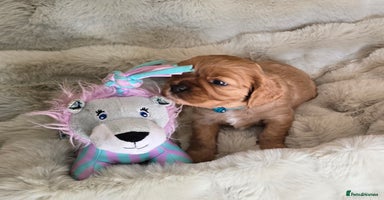 Cavalier King Charles Spaniel dogs - Advert 3