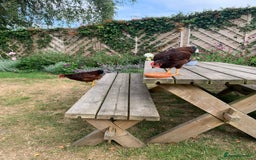Chickens poultry for sale: Two Rhode Island Red Bantam Cockerels - Image 3