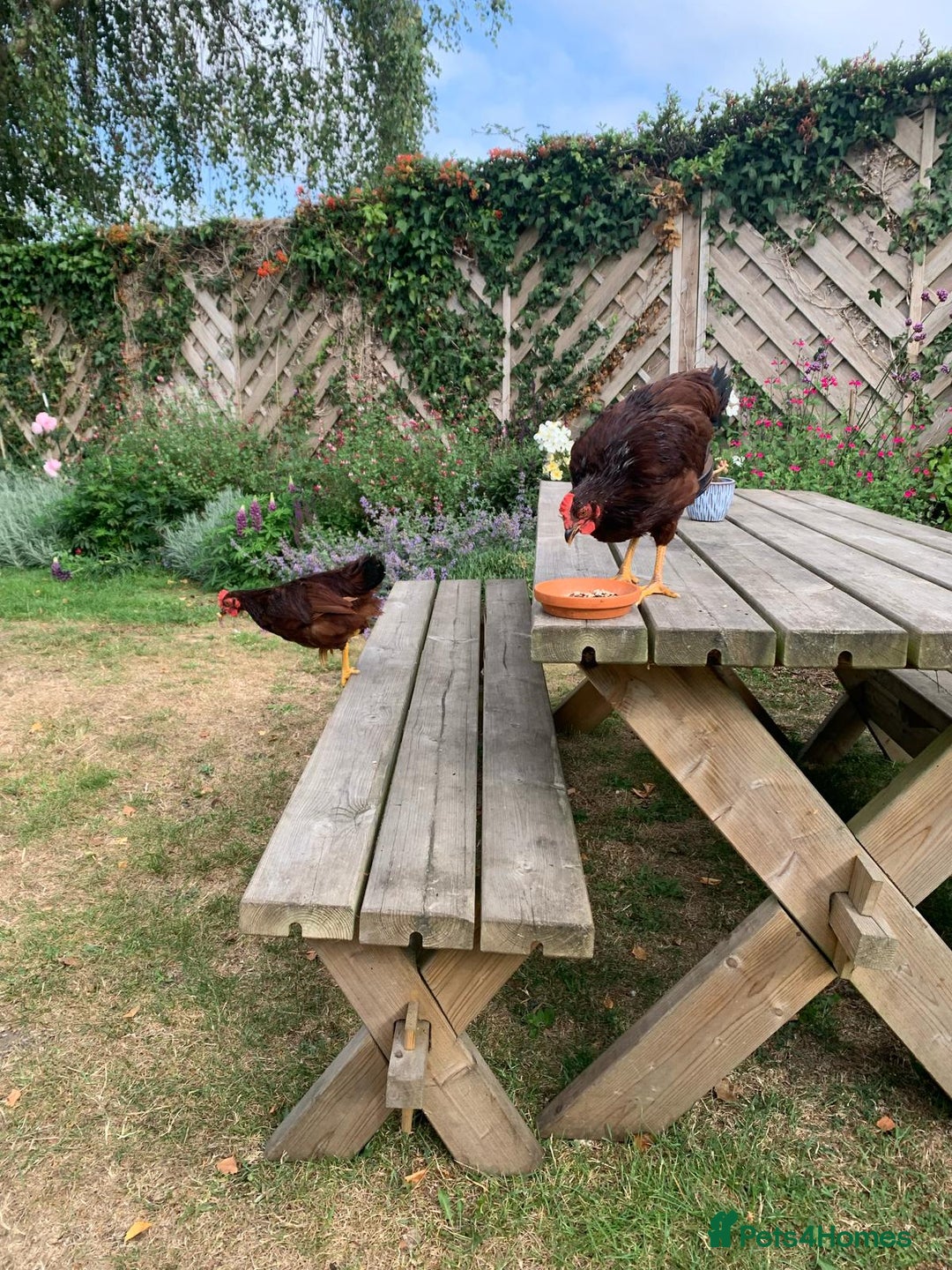 Chickens poultry for sale: Two Rhode Island Red Bantam Cockerels - Image 3