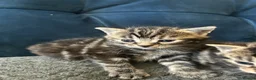 Mixed Breed cats for sale: Kitten  - Advert 4