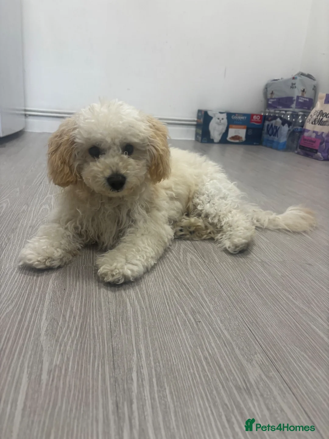 Mixed Breed dogs for sale: Cavapoo male  - Advert 5