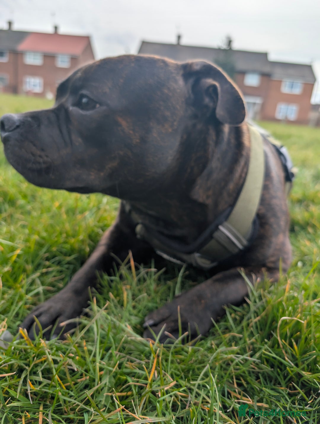 Staffordshire Bull Terrier dogs for stud: Michael Ledwon  in Hull - Image 4