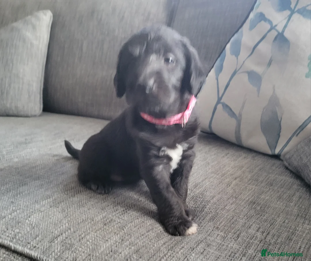 Mixed Breed dogs for sale: Bedlington whippet puppies  in Chulmleigh - Advert 2