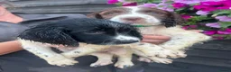 English Springer Spaniel dogs for sale: KC Registered Springer Spaniel Pups - Advert 11