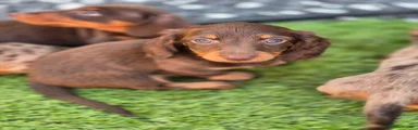 Miniature Dachshund Puppy 4