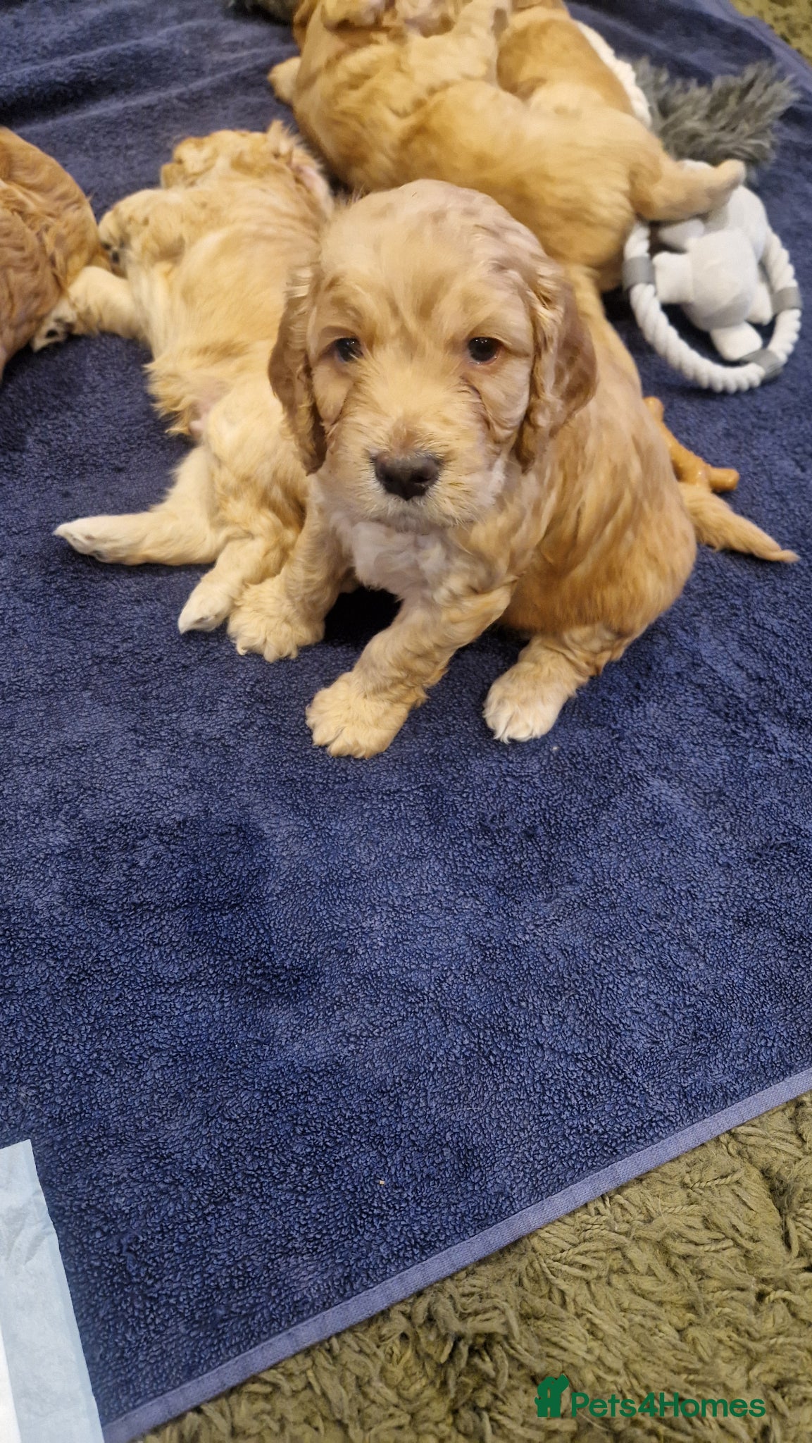 Cockapoo dogs for sale: Last beautiful boy left Gorgeous Golden Cockerpoo - Advert 13