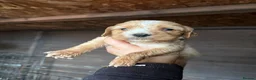 Cockapoo dogs for sale: Cocker spaniel puppies💕 in Llanelli - Advert 22