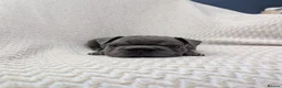French Bulldog dogs for sale: Gorgeous french bulldog puppies  - Advert 12