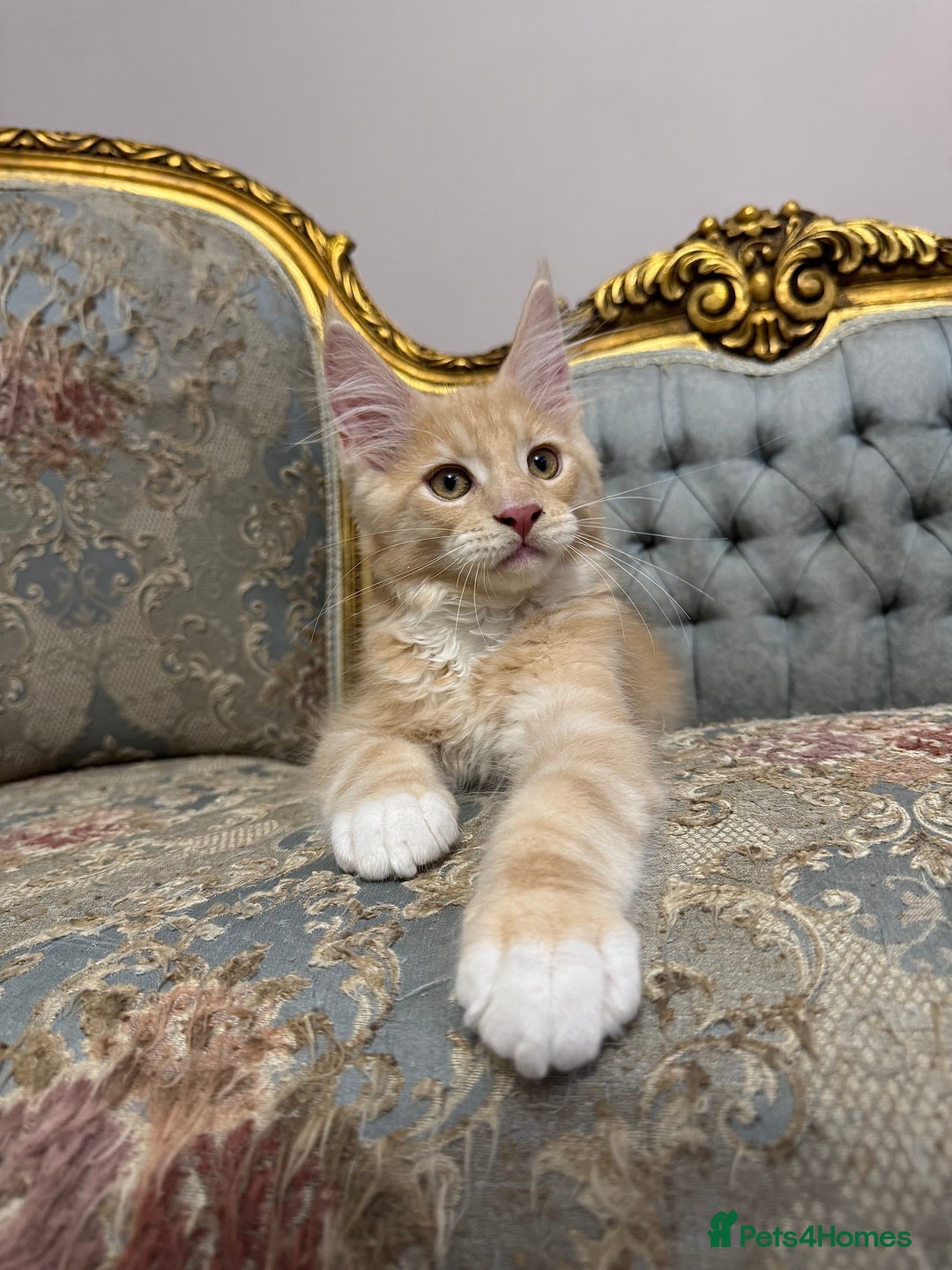 Maine Coon cats for sale: Maine Coon Kittens 🏆 20+ gen 🧬 Full Pedigree - Advert 35
