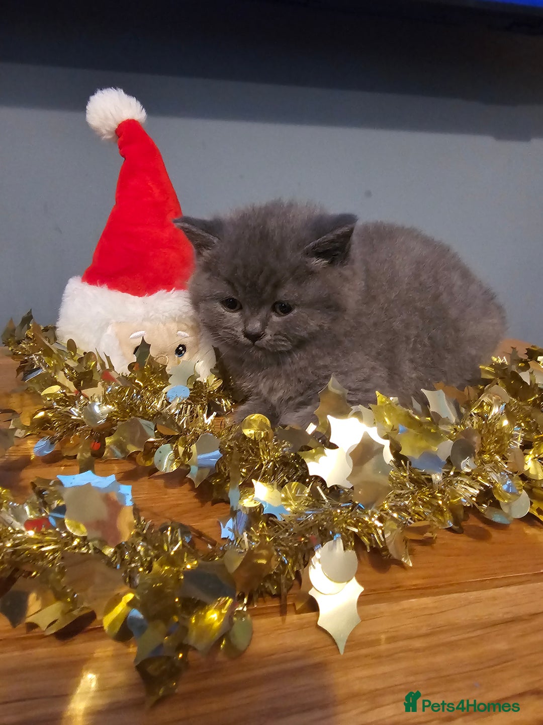 British Shorthair cats for sale: British shorthair kittens  - Advert 3