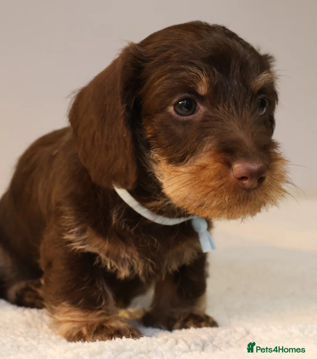 Miniature Dachshund dogs for sale: Choco+Wirehaired+5*Licensed+Kc+Praclear+Vetchecked - Advert 33