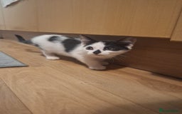 Mixed Breed cats for sale: 3 black and white kittens  - Image 7